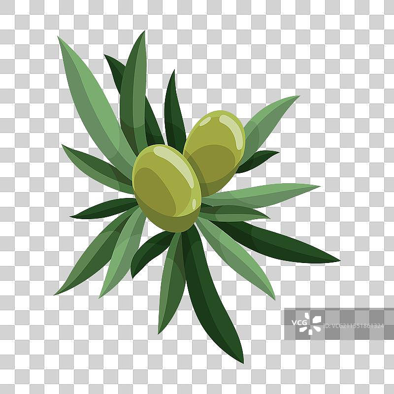 橄榄树的枝条上有叶子和绿色果实图片素材