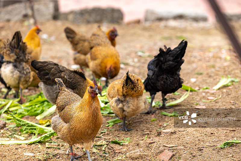 乡下农庄散养的土鸡图片素材