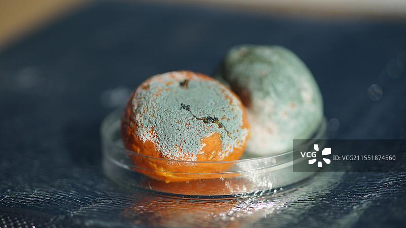 培养皿中的发霉水果图片素材