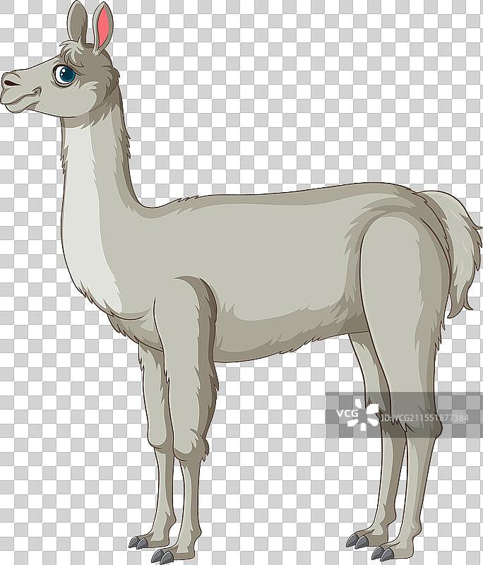 侧面的一只骆驼图片素材