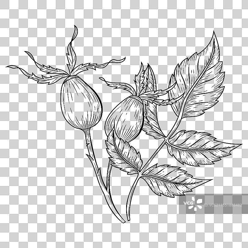 手绘狗玫瑰花轮廓图片素材