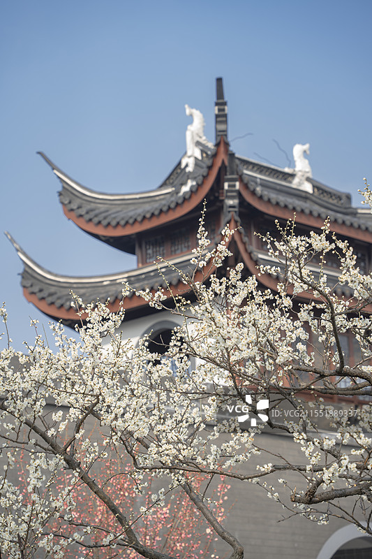 上海浦东梅园公园古建筑梅花与陆家嘴地标建筑同框冬春景观图片素材