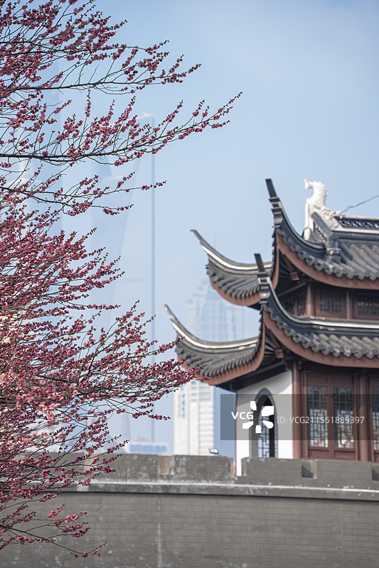上海浦东梅园公园古建筑梅花与陆家嘴地标建筑同框冬春景观图片素材