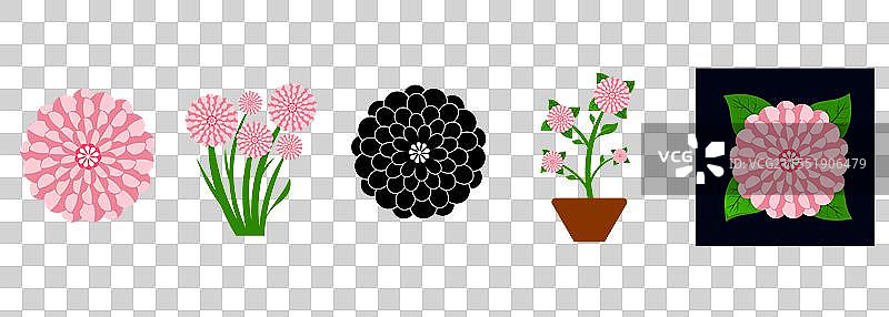 百日草花束图片素材