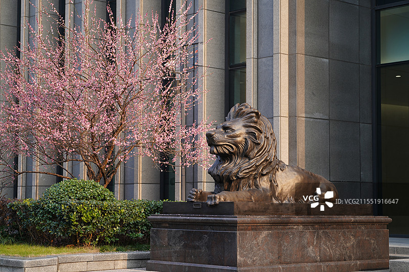 银行门前的石狮子和梅花图片素材