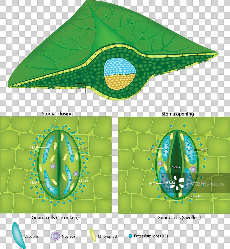 膨胀的保卫细胞和收缩的保卫细胞图片素材
