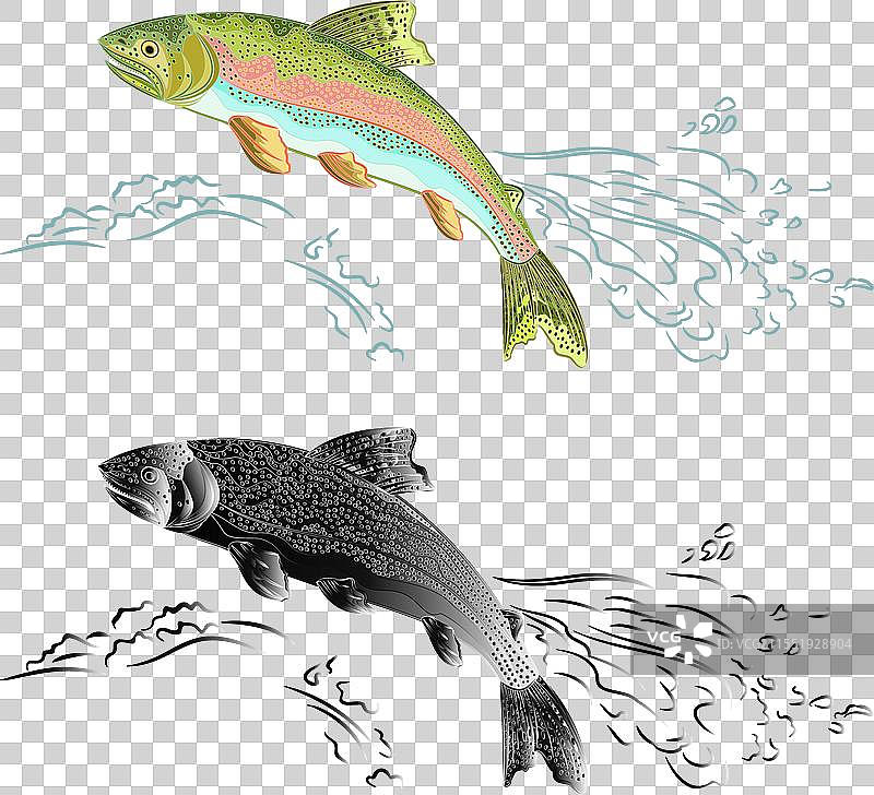 美洲鳟鱼（Oncorhynchus mykiss）图片素材