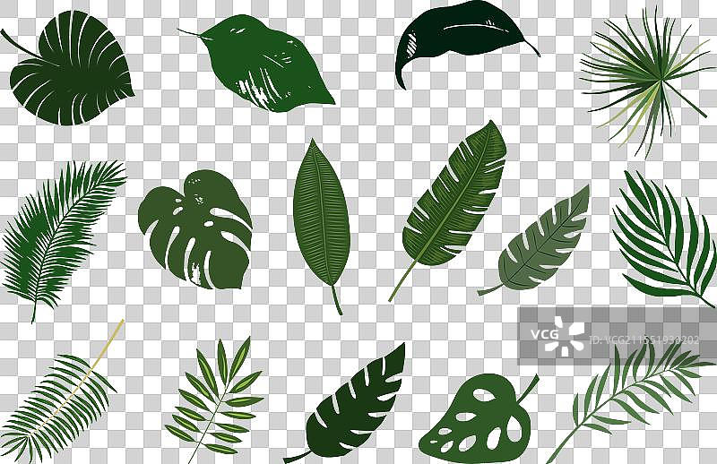 热带植物叶子丛林叶子组合图片素材