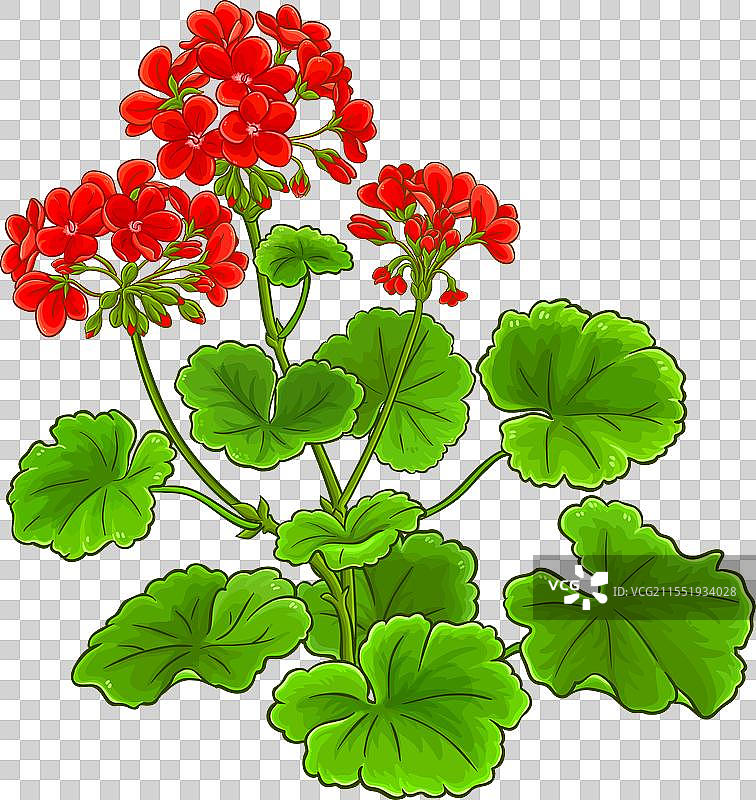 彩色详细的天竺葵植物图片素材