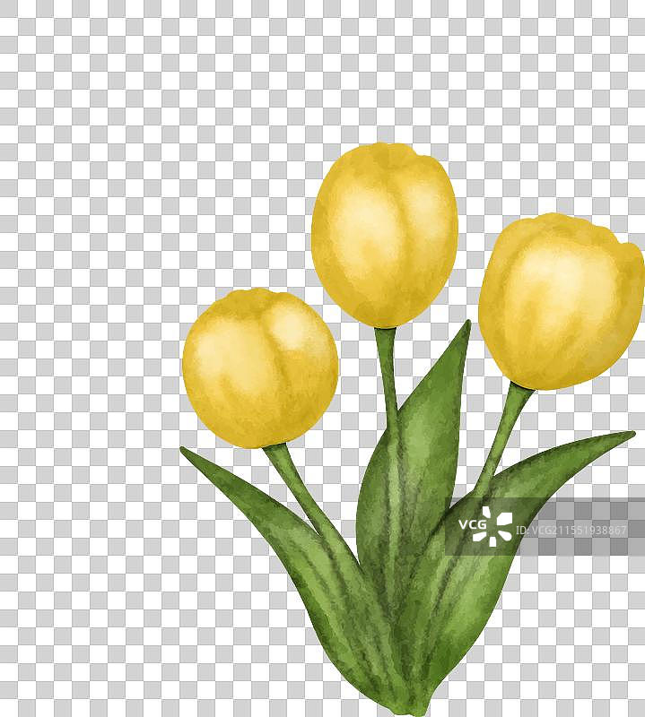孤立的黄色郁金香水彩花束图片素材
