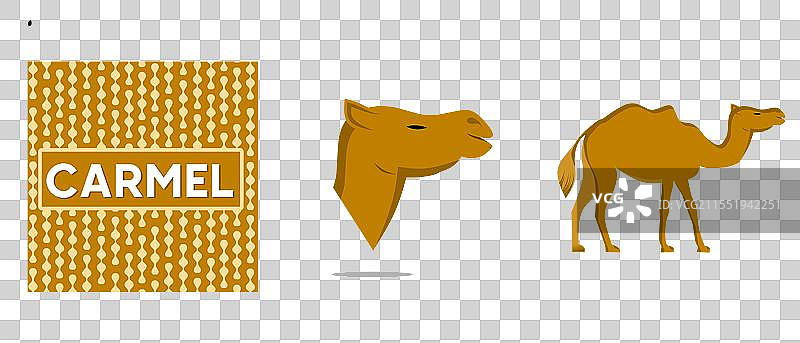 骆驼，野生和驯化的沙漠商队动物图片素材