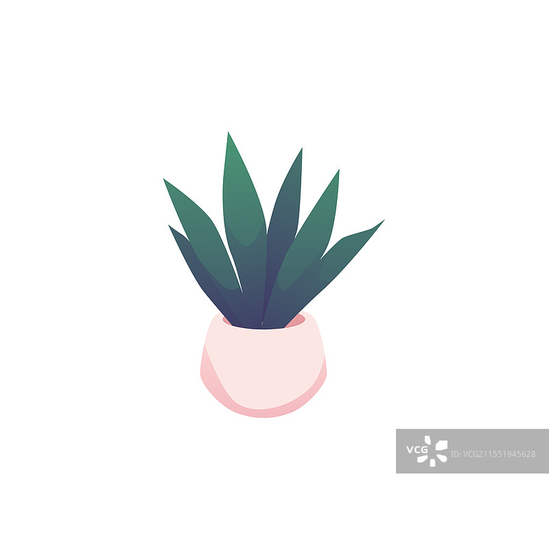 盆栽芦荟图片素材