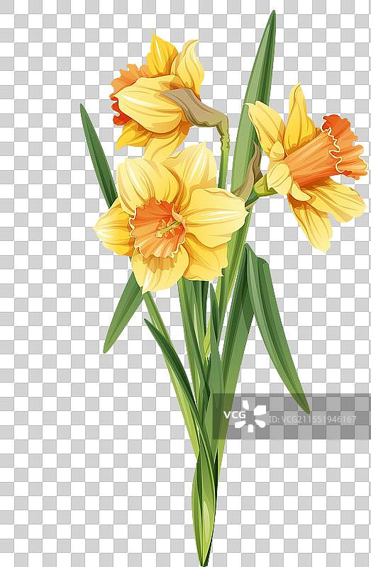 孤立的黄色水仙花束图片素材