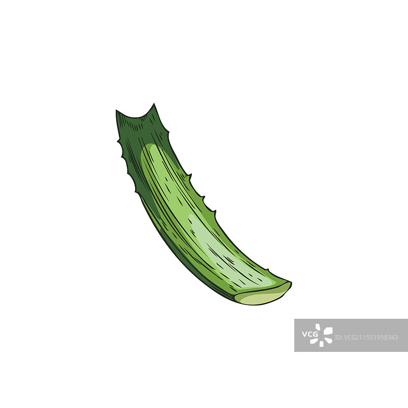 芦荟植物切割叶子的刺状草图图片素材