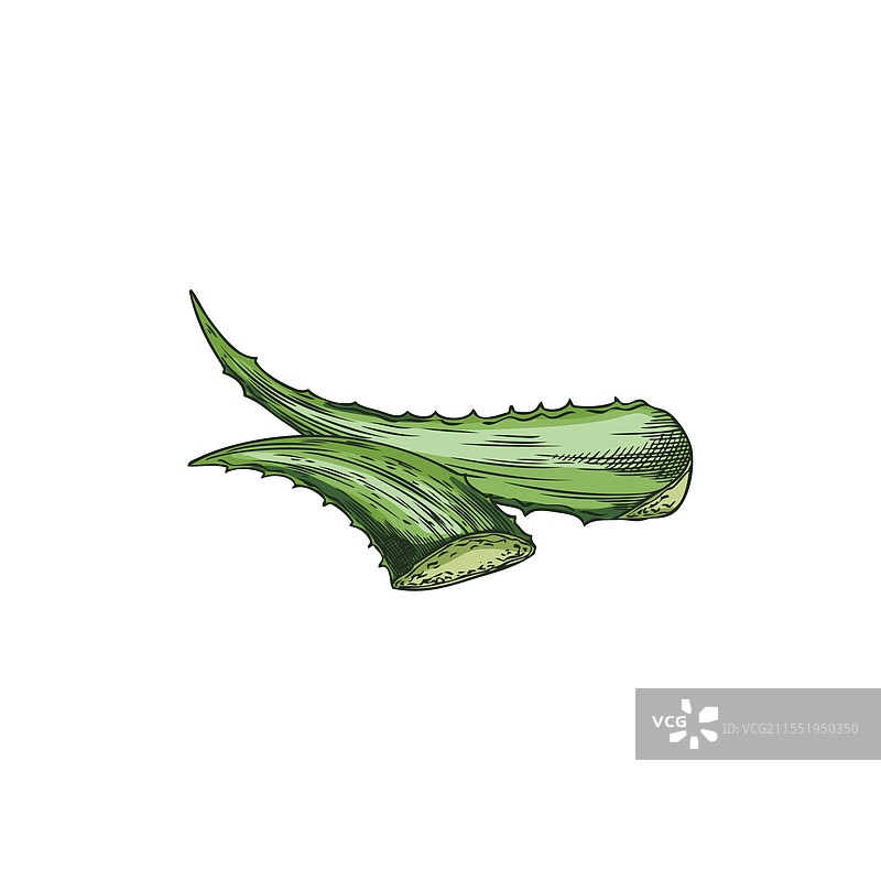 带有两片刺状叶子的图像图片素材