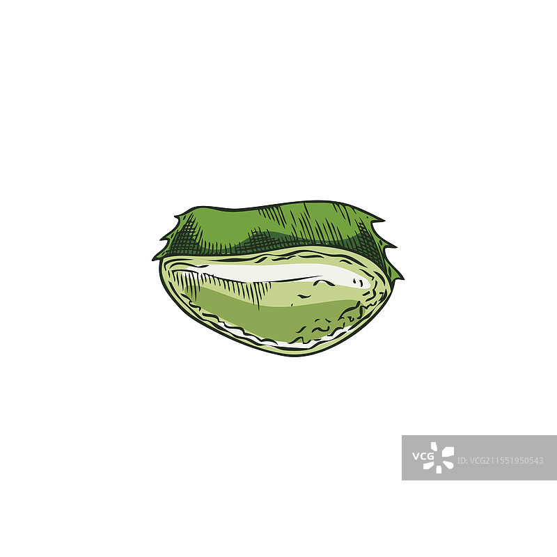 切开的绿色芦荟半边，带有刺。图片素材