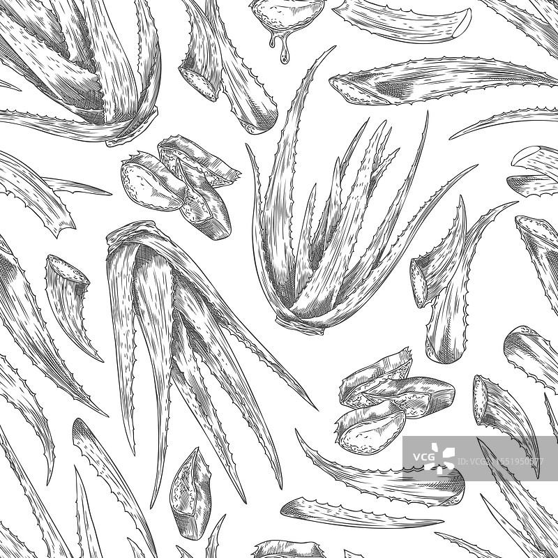 刺叶芦荟植物束的雕刻素描图片素材