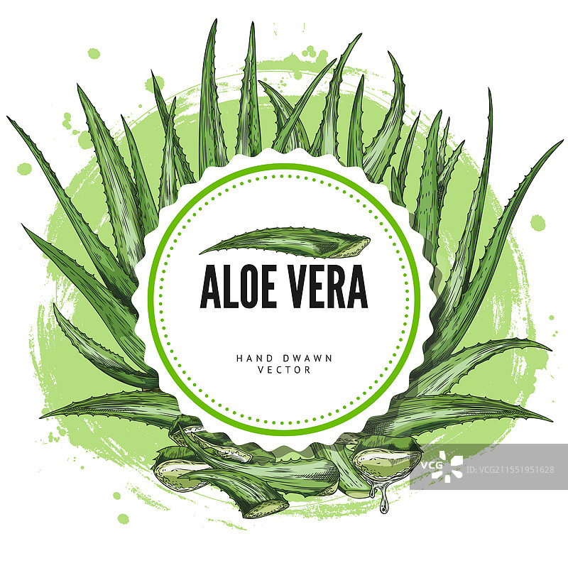 圆形框架内的芦荟，一种有用的植物图片素材