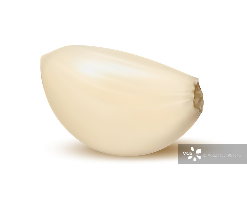 逼真的孤立大蒜瓣，成熟和生的植物图片素材
