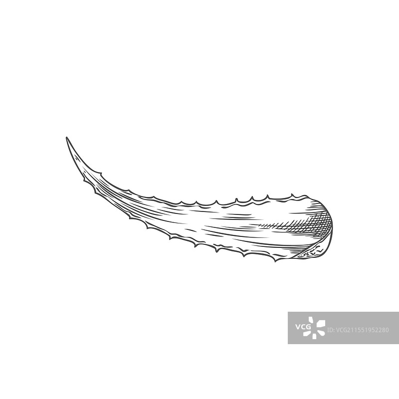 刺状芦荟叶元素风格图片素材