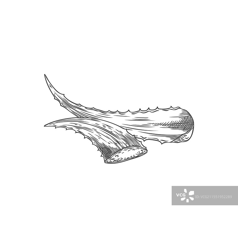 芦荟植物的叶子风格图片素材