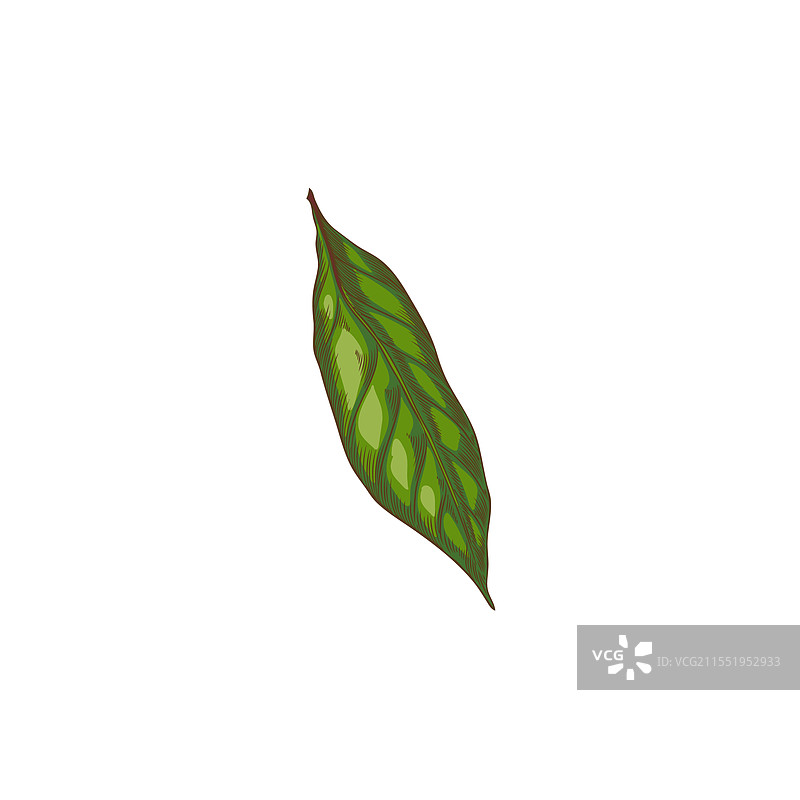 一片绿色叶子的特写图片素材