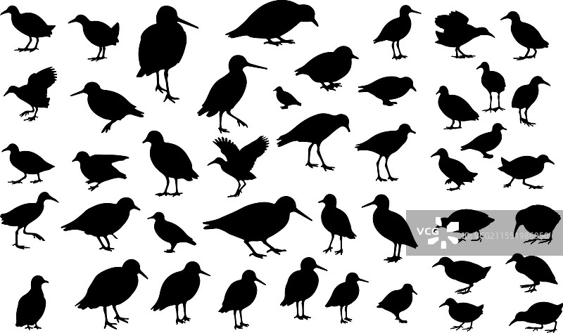 秧鸡科鸟类剪影合集图片素材