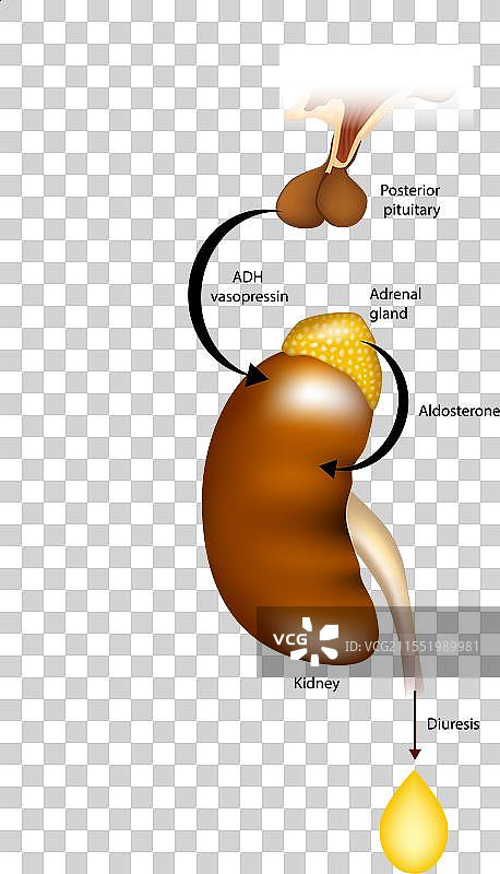利尿、多尿、尿液生成的调节图片素材