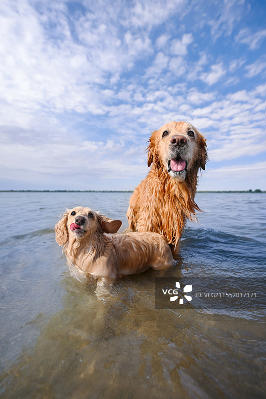 海水里嬉戏的金毛寻回犬和腊肠犬图片素材