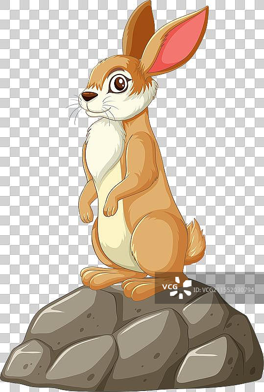 一只兔子栖息在石头上图片素材