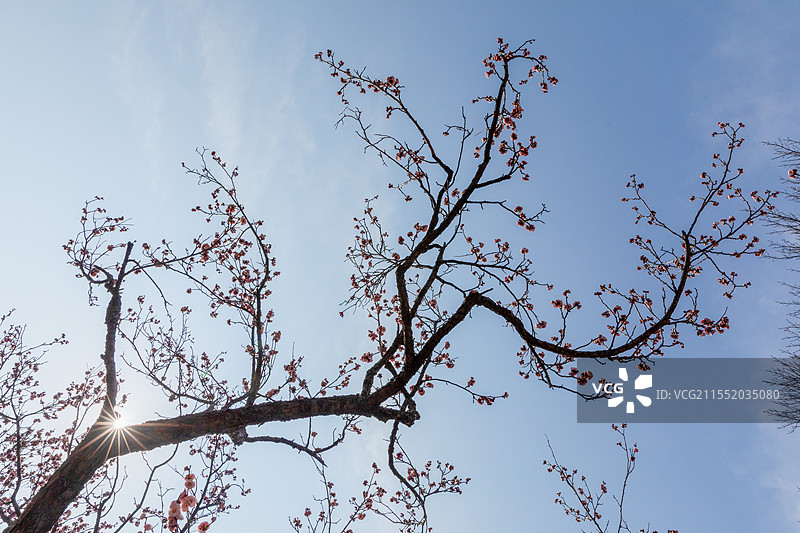 杂乱无章的梅花图片素材