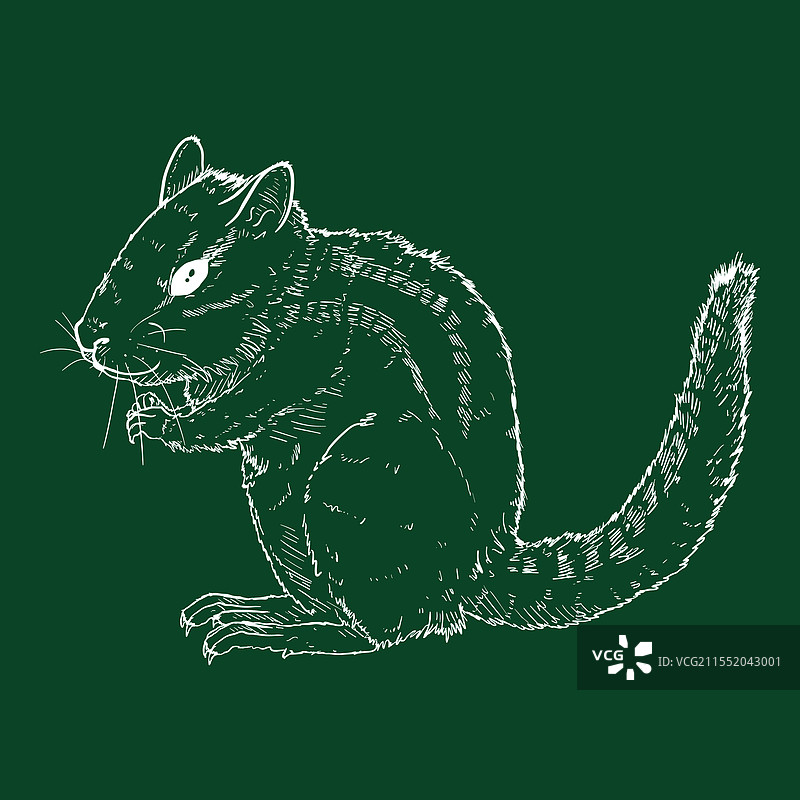 松鼠素描图片素材