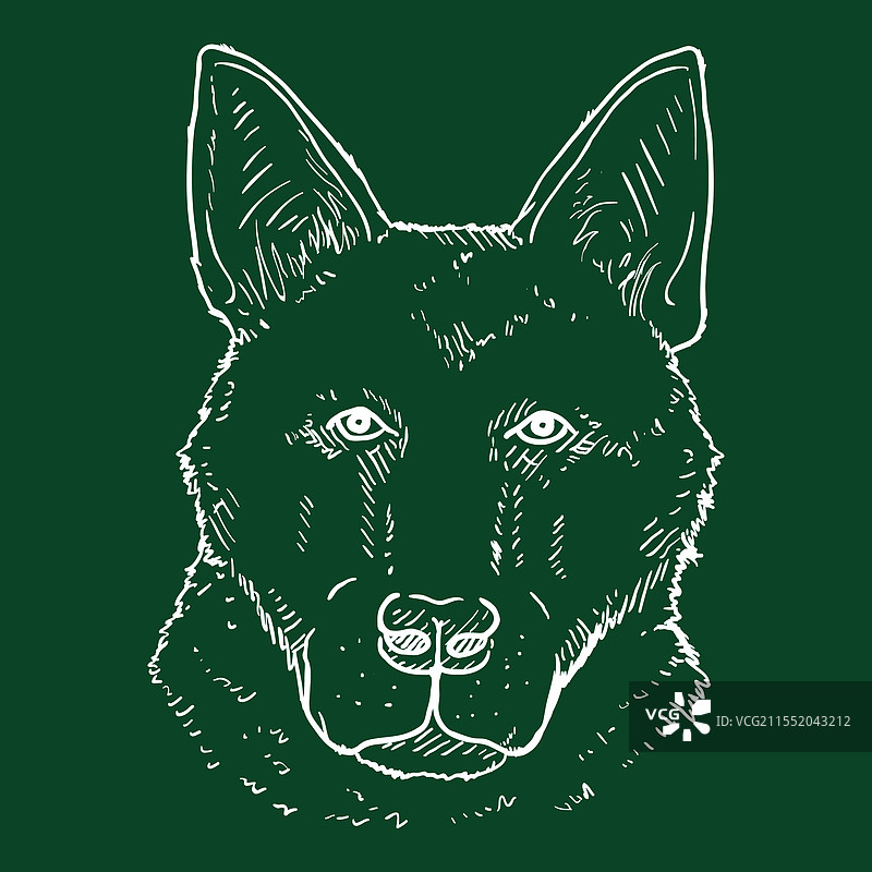 德国牧羊犬正面脸部素描图片素材