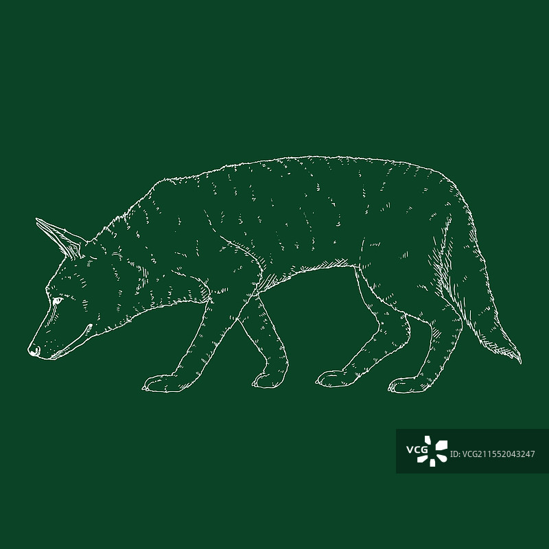 寻找德国牧羊犬的素描图片素材