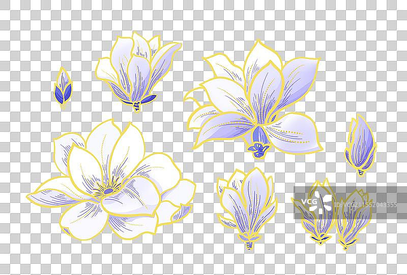 春季白色玉兰花节气立春雨水春分惊蛰谷雨插画元素免抠图图片素材