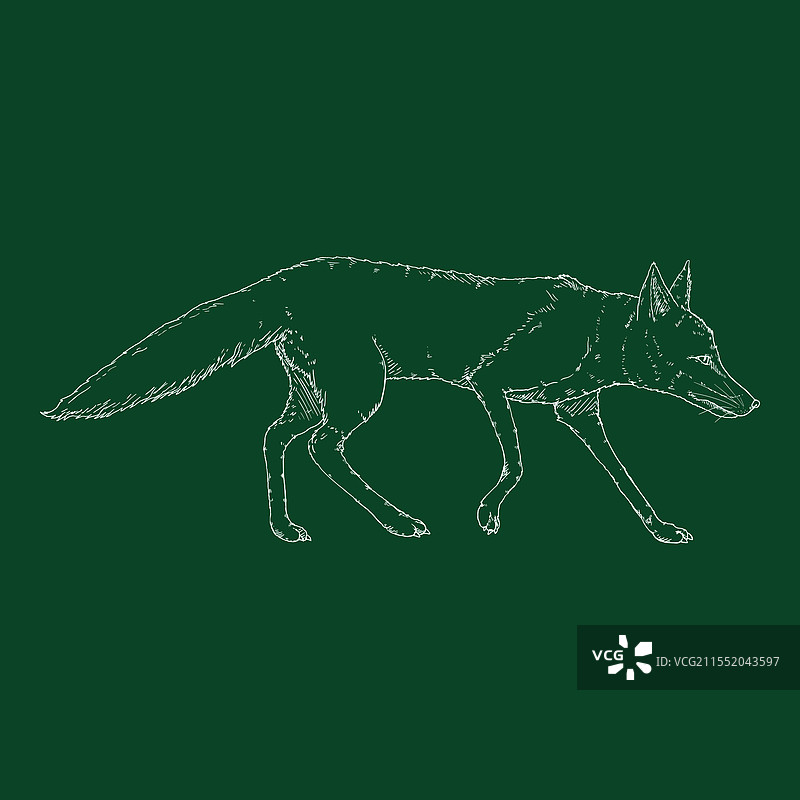 行走的狐狸侧面素描图片素材