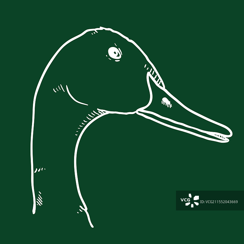 鸭头素描图片素材