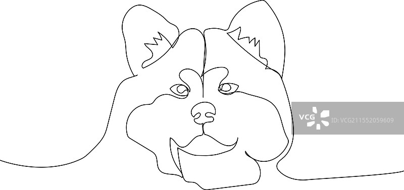 美国秋田犬，日本犬种，古老品种图片素材