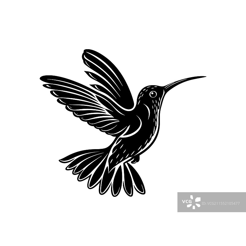 白色背景上的蜂鸟剪影图片素材