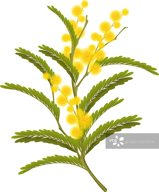 逼真的含羞草图片素材