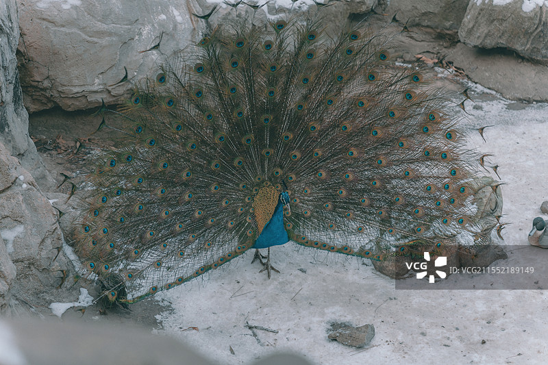 孔雀开屏图片素材