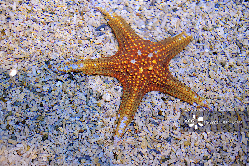 海星特。派大星图片素材