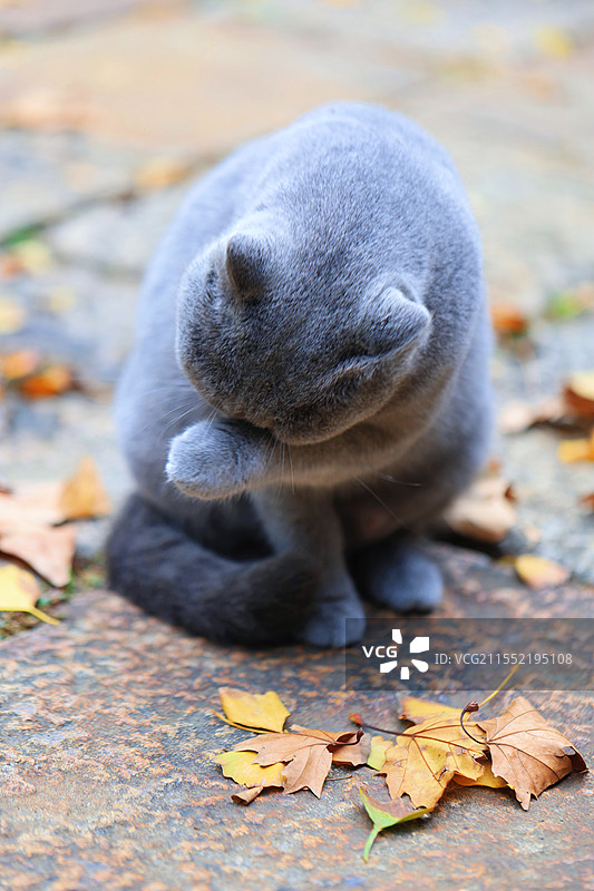 忧伤猫图片素材