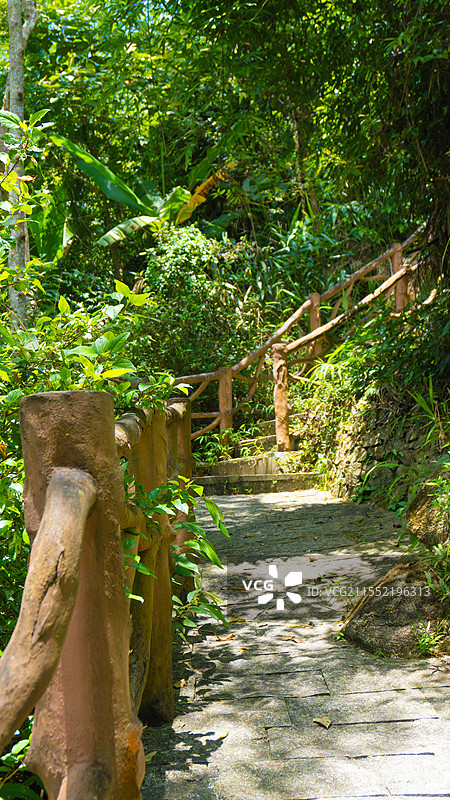 海南陵水吊罗山国家森林公园森林中生长的树木图片素材