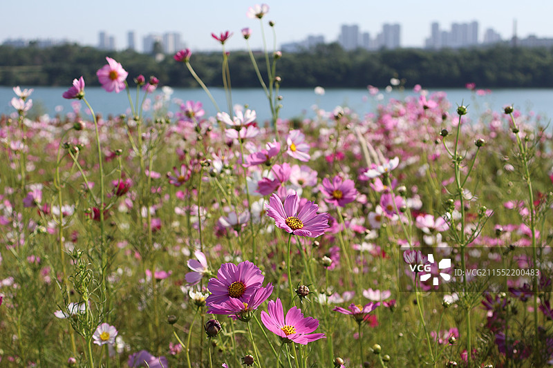 格桑花花海图片素材