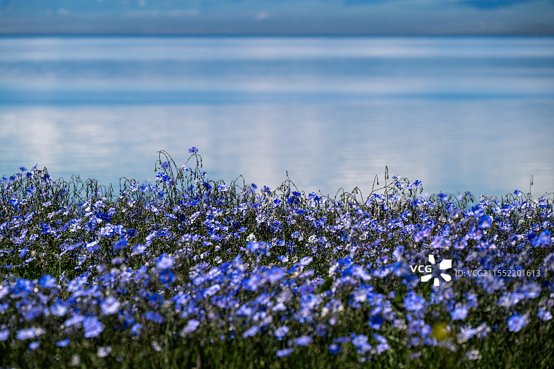 赛里木湖边的蓝色花海图片素材
