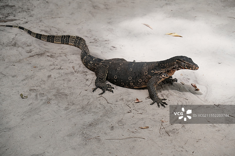 泰国甲米洛克岛热带蜥蜴图片素材