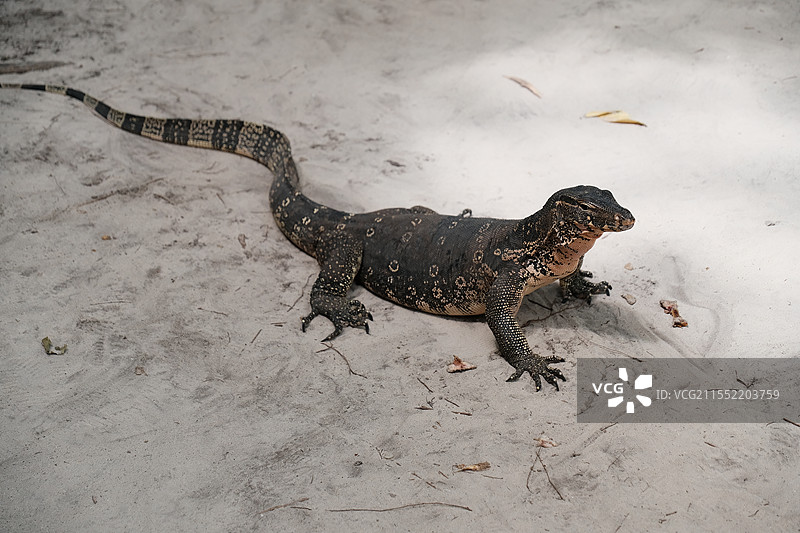 泰国甲米洛克岛热带蜥蜴图片素材