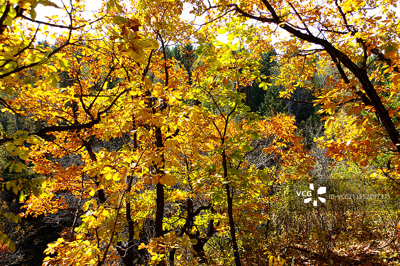 伊春茅兰沟国家森林公园图片素材