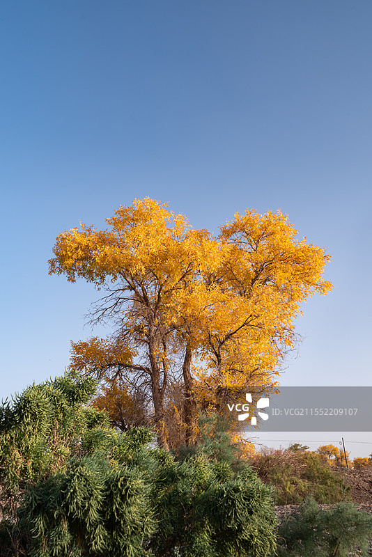 喀什往阿克苏路上的金色胡杨图片素材